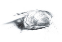 Glass wool 1kg Merck