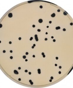 TSC (Tryptose Sulfite Cycloserine) agar (base)