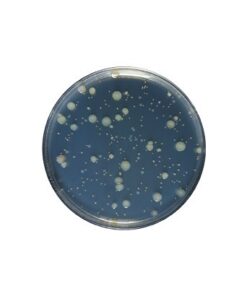 Yeast Extract agar acc. ISO 6222 GranuCult™