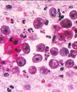 Safranine O (C.I. 50240) for microscopy Certistain®