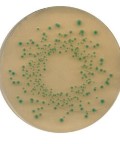 TBX (Tryptone Bile X-glucuronide) agar Merck