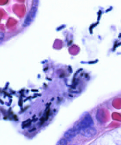 Crystal violet (C.I. 42555) for microscopy Sigma Đức