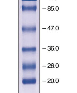 EZ-Run prestained protein marker 2EA Bioreagents