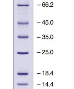 EZ-Run protein marker 1EA Bioreagents