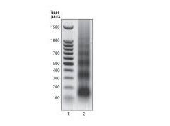 Protein G Agarose/Salmon Sperm DNA, 2.5 mL Merck