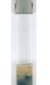 Sulfite iron agar (base) for microbiology Merck Đức