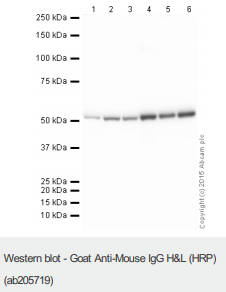Goat Anti-Mouse IgG H&L (HRP) Abcam